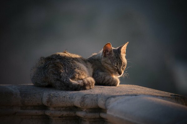 Fond de chat endormi, regard