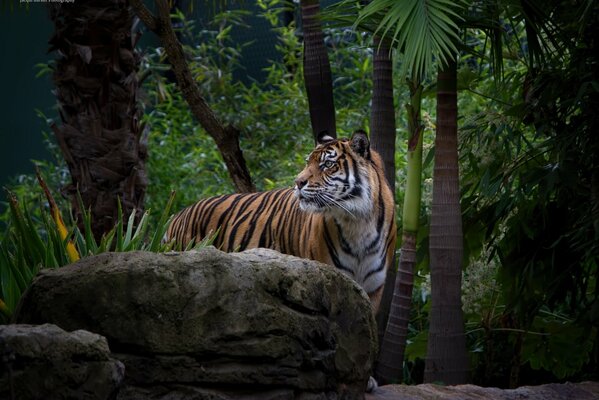 Pysk tygrysa w zaroślach Zoo