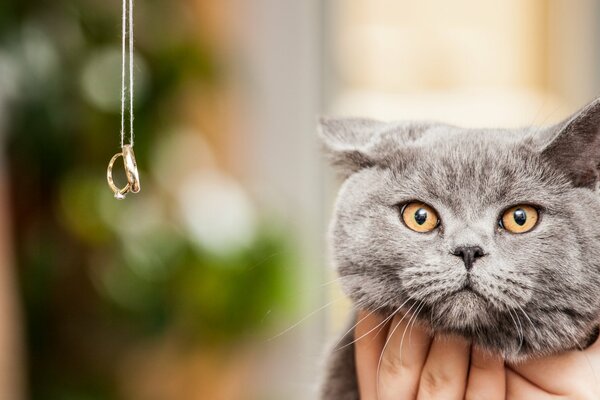 Regard de chat sur le fond