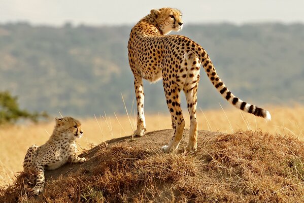 Guépard avec un petit sur un fond de colline