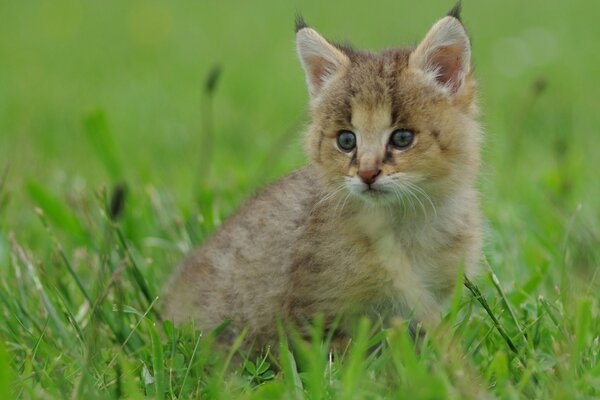 Pequeño lince sentado en la hierba