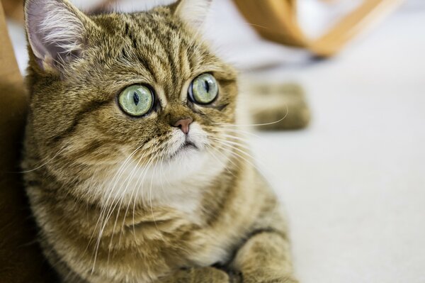 Chat aux cheveux courts avec des yeux exorbités