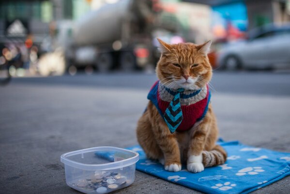 Traurige rothaarige Katze bittet um eine Kleinigkeit auf der Straße