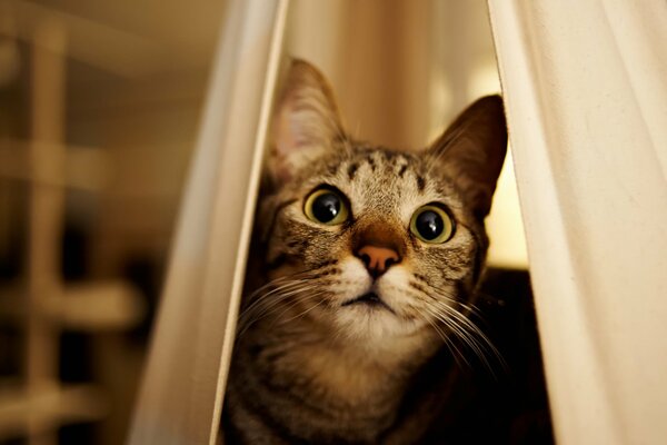 Cara de gato asomándose por la cortina