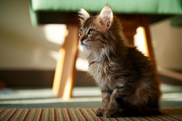 Un gatito se sienta en el Suelo cerca de un taburete y Mira a lo lejos