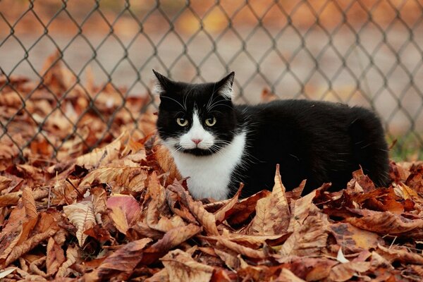 Die Katze hinter der Begeisterung steht im Herbstlaub