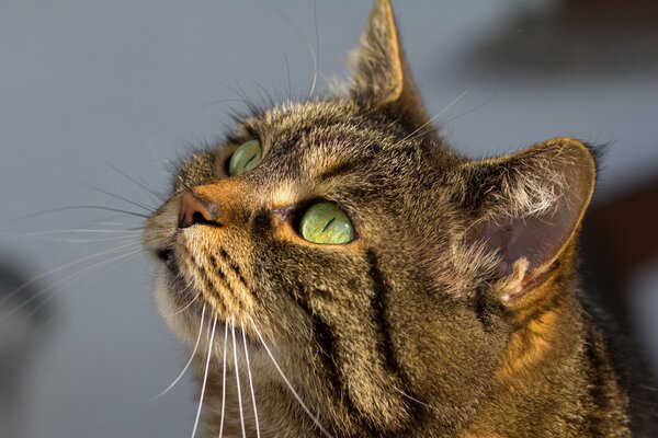 Chat yeux verts regardant la nourriture veut manger