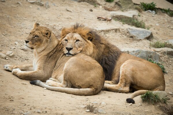 Vacaciones pareja de hermosos leones y leonas