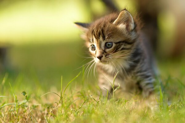 Striped kitten in green grass