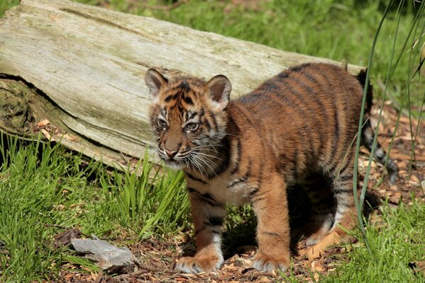 Cucciolo di tigre vicino al tronco guarda in lontananza