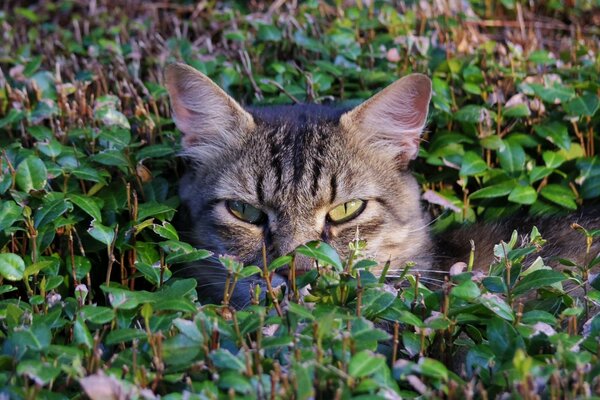 The cat s muzzle is visible in the grass, probably sitting in ambush