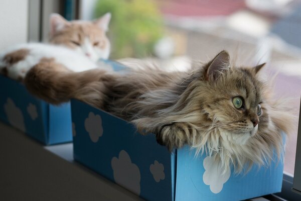 Chats domestiques dans des boîtes en carton bleu sur le rebord de la fenêtre