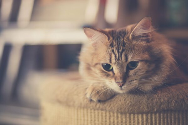 Rothaarige pelzige Katze liegt