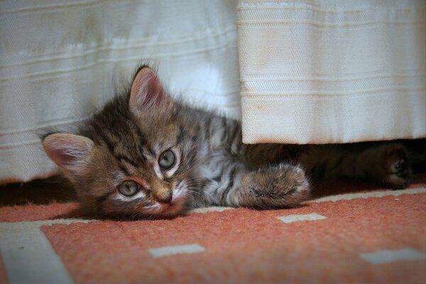 A little kitten is sleeping on the carpet