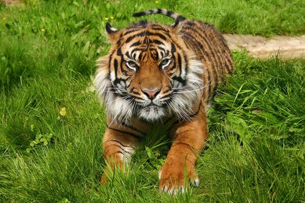 Un grand museau de tigre se trouve sur l herbe