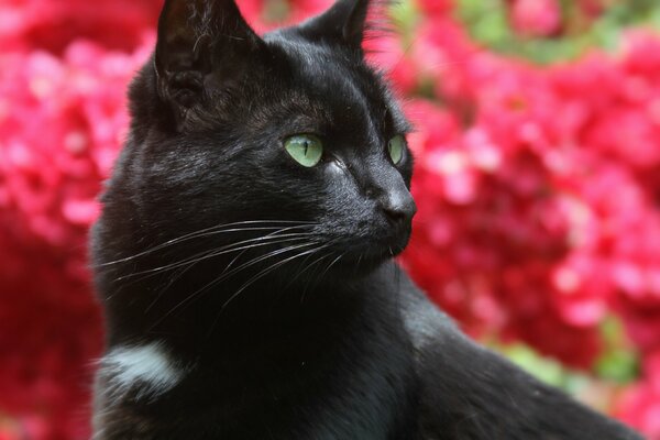 Schwarze Katze mit grünen Augen