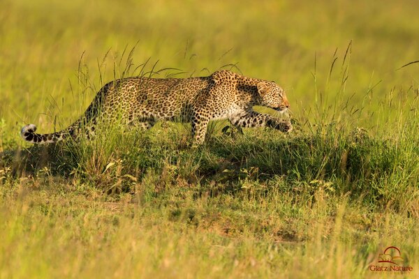 Leopard Predator polowanie sawanna