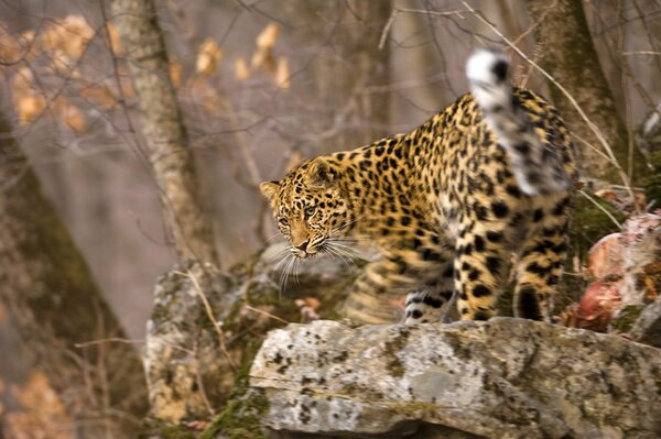 Gatto selvatico a caccia nella foresta