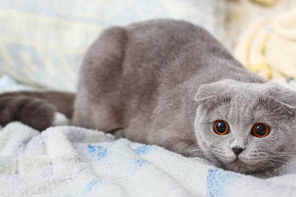 Il gatto più carino con gli occhi belli