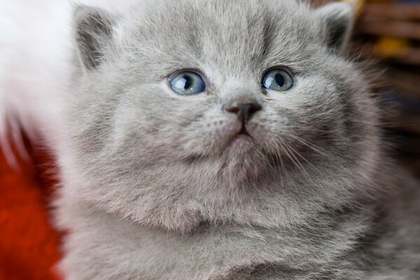 Gatito británico de pelo corto con ojos azules