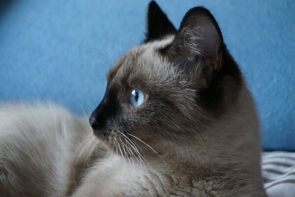 Gatto siamese su sfondo blu