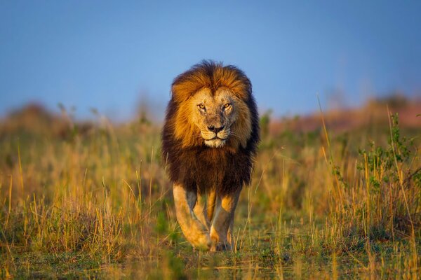 Orgulloso León en el campo