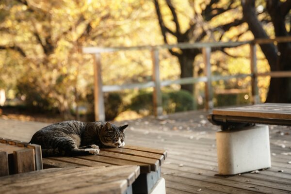 Le chat dort sur un banc