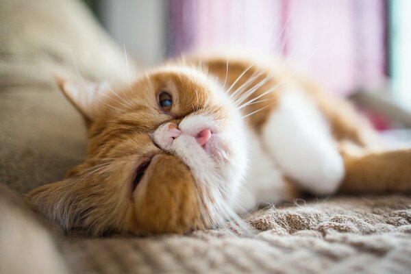 A beautiful red-haired cat is lying on the couch