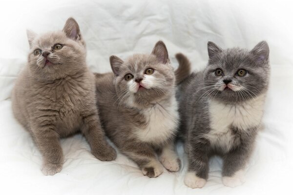 A trio of kittens, looking away