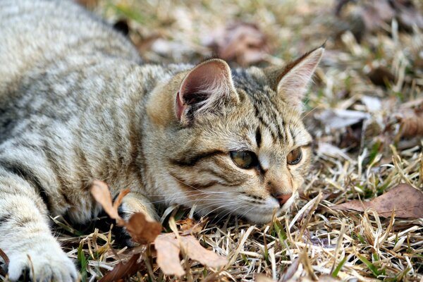 Eine Katze, die mit einem Maulkorb auf dem Rasen liegt