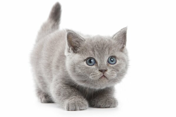 Un gatito gris acechó sobre un fondo blanco