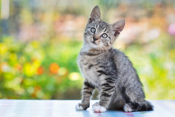 Graue Katze auf verschwommenem Naturhintergrund