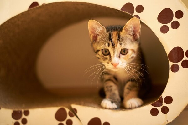 Chat assis dans sa maison