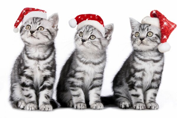 Kittens in Christmas hats