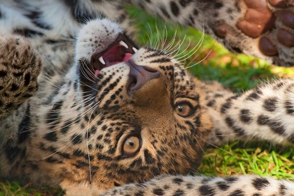 Un leopardo juega con la cola de otro leopardo