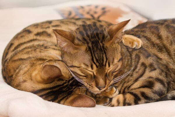 Gato bengalí durmiendo en un abrazo