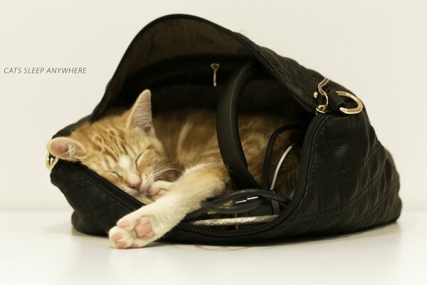 Mamas Assistent schlief in einer Tasche ein