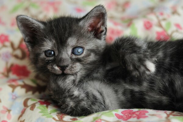 Un gatito inusual con un hermoso hocico