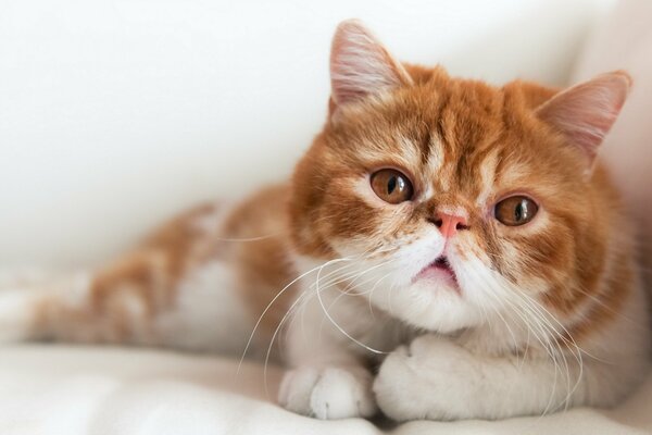 Le regard sérieux du chat Boris