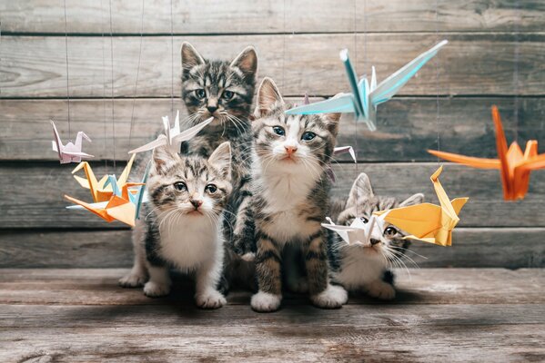 Kittens among paper cranes