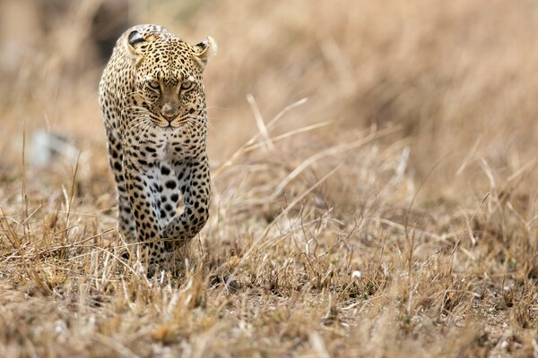 Il leopardo predatore della savana sta arrivando