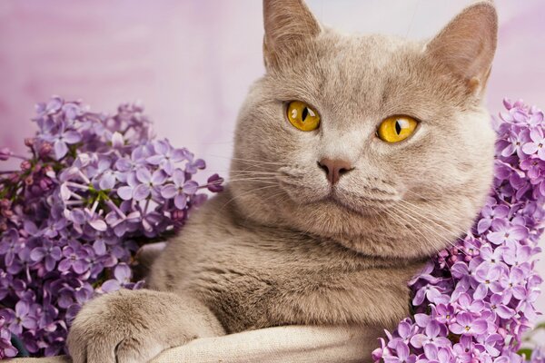 Eine graue Katze mit gelben Augen liegt in den Farben von Flieder auf einem violetten Hintergrund