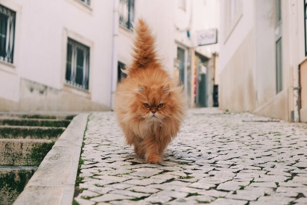 Chat avec une queue duveteuse dans la rue