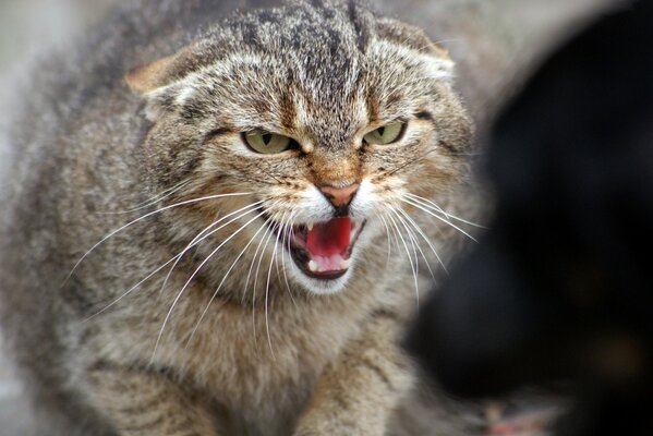 Lo sguardo arrabbiato di un gatto su un cane