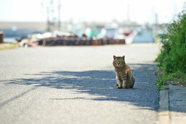 Petit chaton assis sur la route