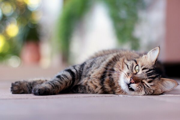 Le chat se couche et fait un clin d œil. Le chat a entrouvert la bouche et vu la Fang