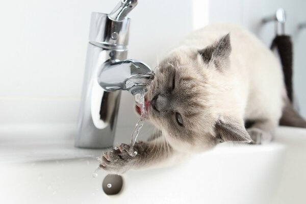 Gato británico de pelo corto bebe agua