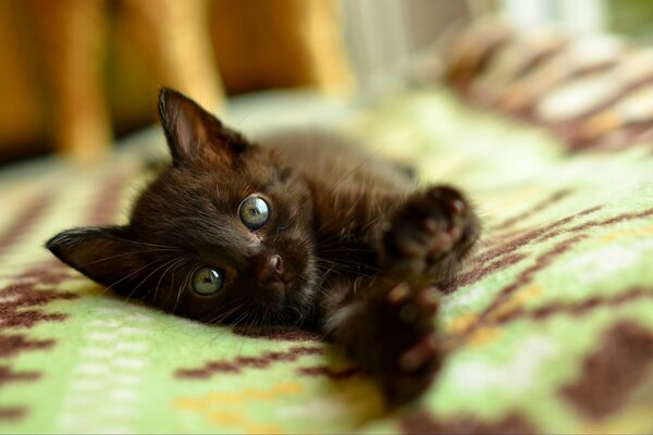 Gatito con mirada inteligente y patas extendidas