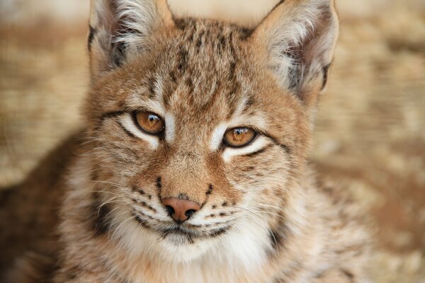 A beautiful lynx looks and smiles 