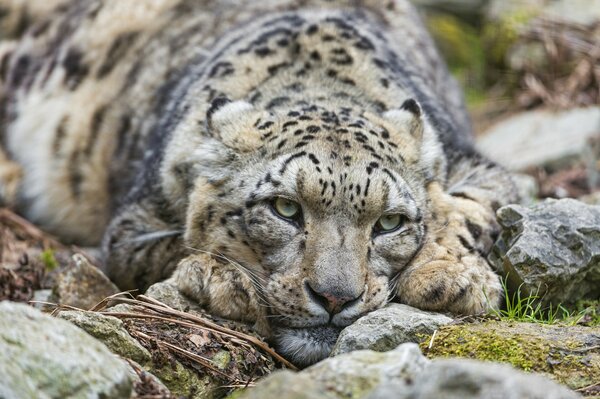 Tired snow leopard lay down on the rocks